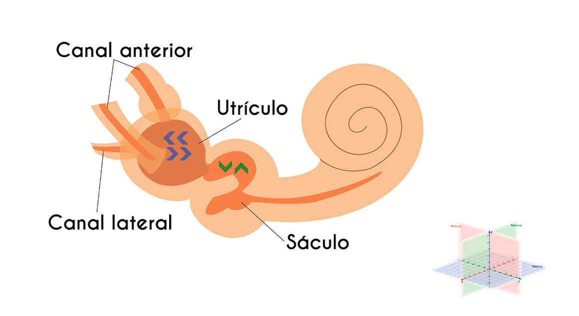 El Sistema Vestibular, Los Sentidos Y La Ubicación Espacial » Avance Y ...