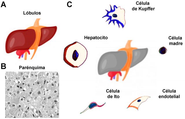 Trasplante De órganos: ¿bioética Y Avance Tecnológico? » Avance Y ...