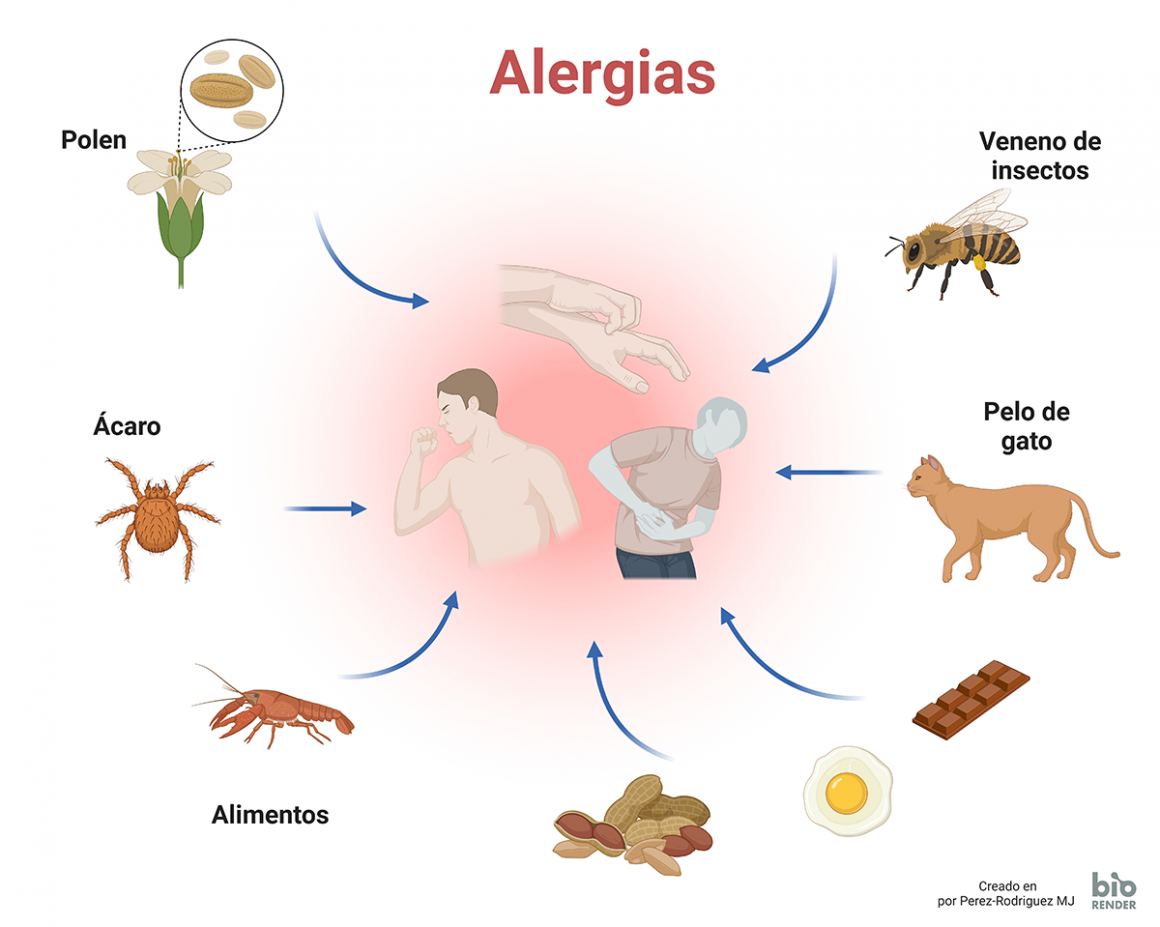 Las Células Y Las Moléculas Detrás De Las Alergias Avance Y Perspectiva
