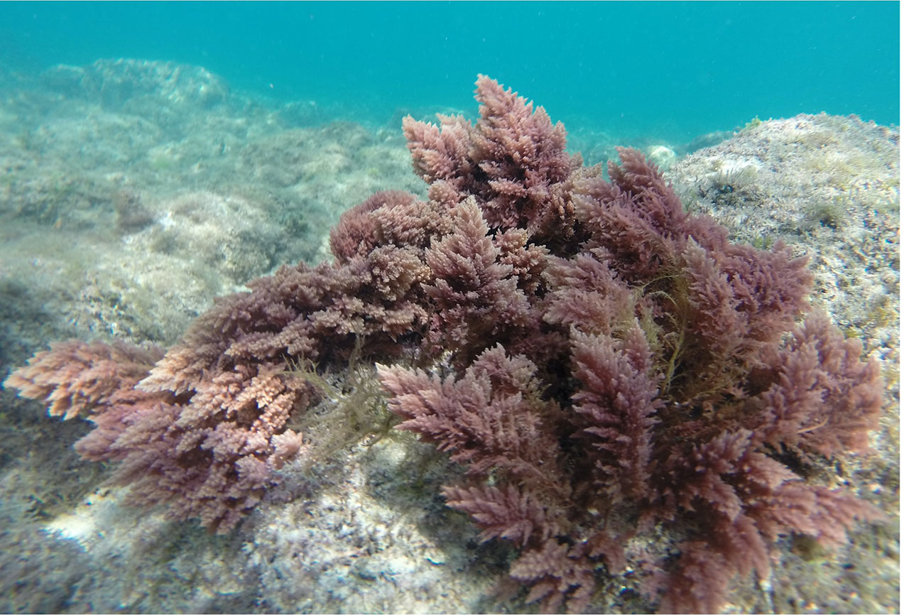 Algas marinas contra plagas de insectos » Avance y Perspectiva